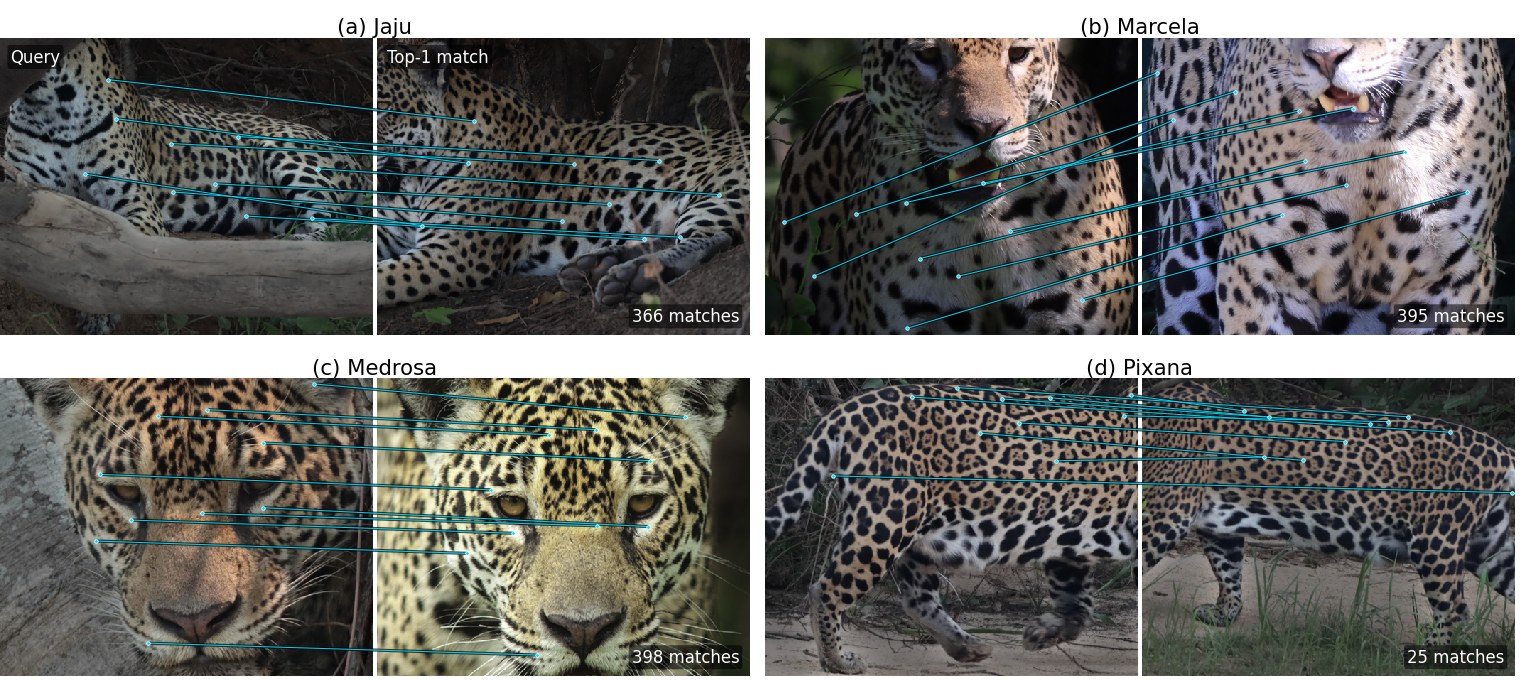 Fine-tuned LoMa matches on JaguarReID