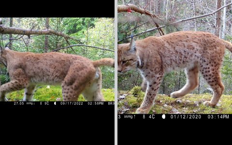 Query and top-1 photo of a Czech lynx