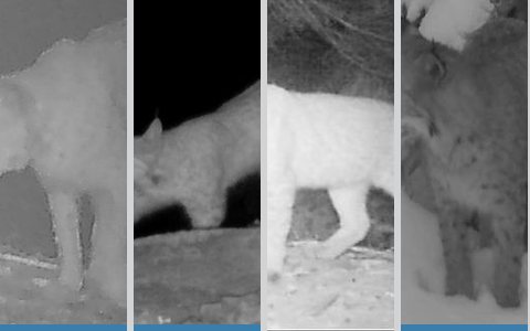 A query and its top-3 gallery photos